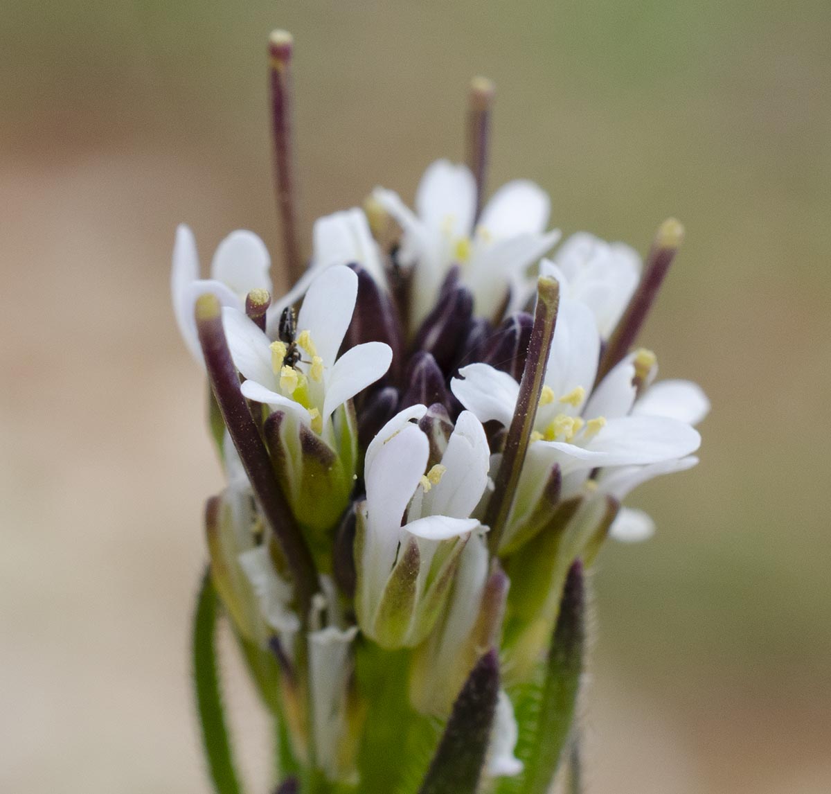 Blüten